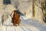 HORSE SLEDGE AND TRADITIONAL LATVIAN SAUNA