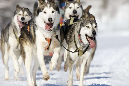 Husky dog sledding Latvia