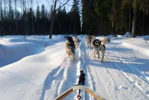 Husky sledding tour Latvia
