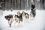 Husky sledding tour Latvia