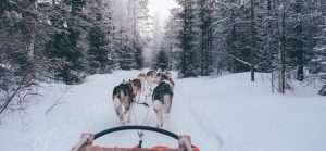 Husky dog sledding Latvia