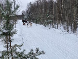 husky dog sledding latvia
