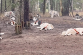 Husky cart ride Riga Latvia