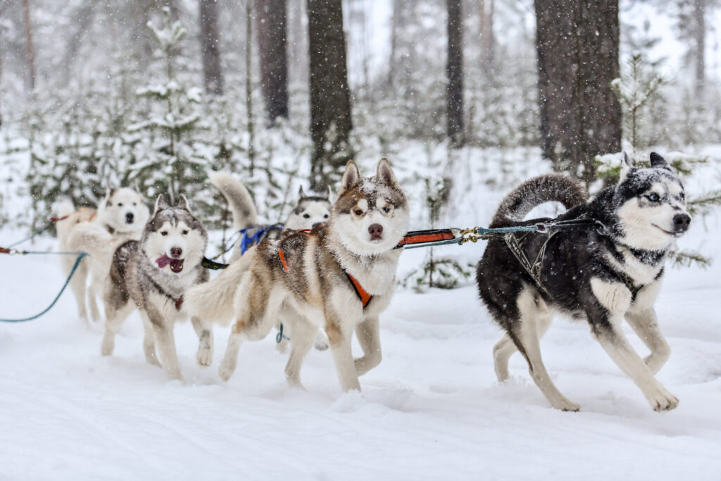 Husky sled dogs in harness run and pull dog driver. Winter sport championship competition.ti