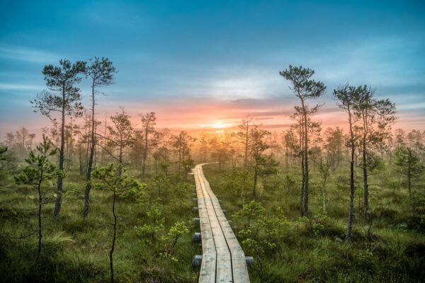 Sunset Tour to Cena Moorland & Jūrmala from Riga
