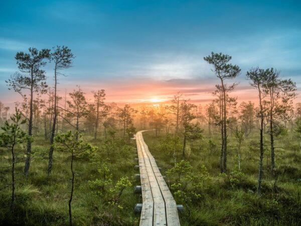 Sunset Tour to Cena Moorland & Jūrmala from Riga