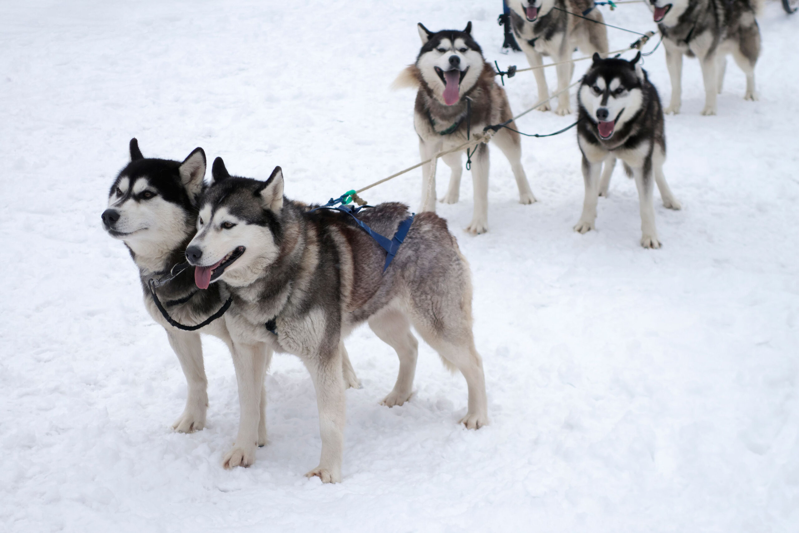 dog, siberian husky, pets, dogs, wilderness