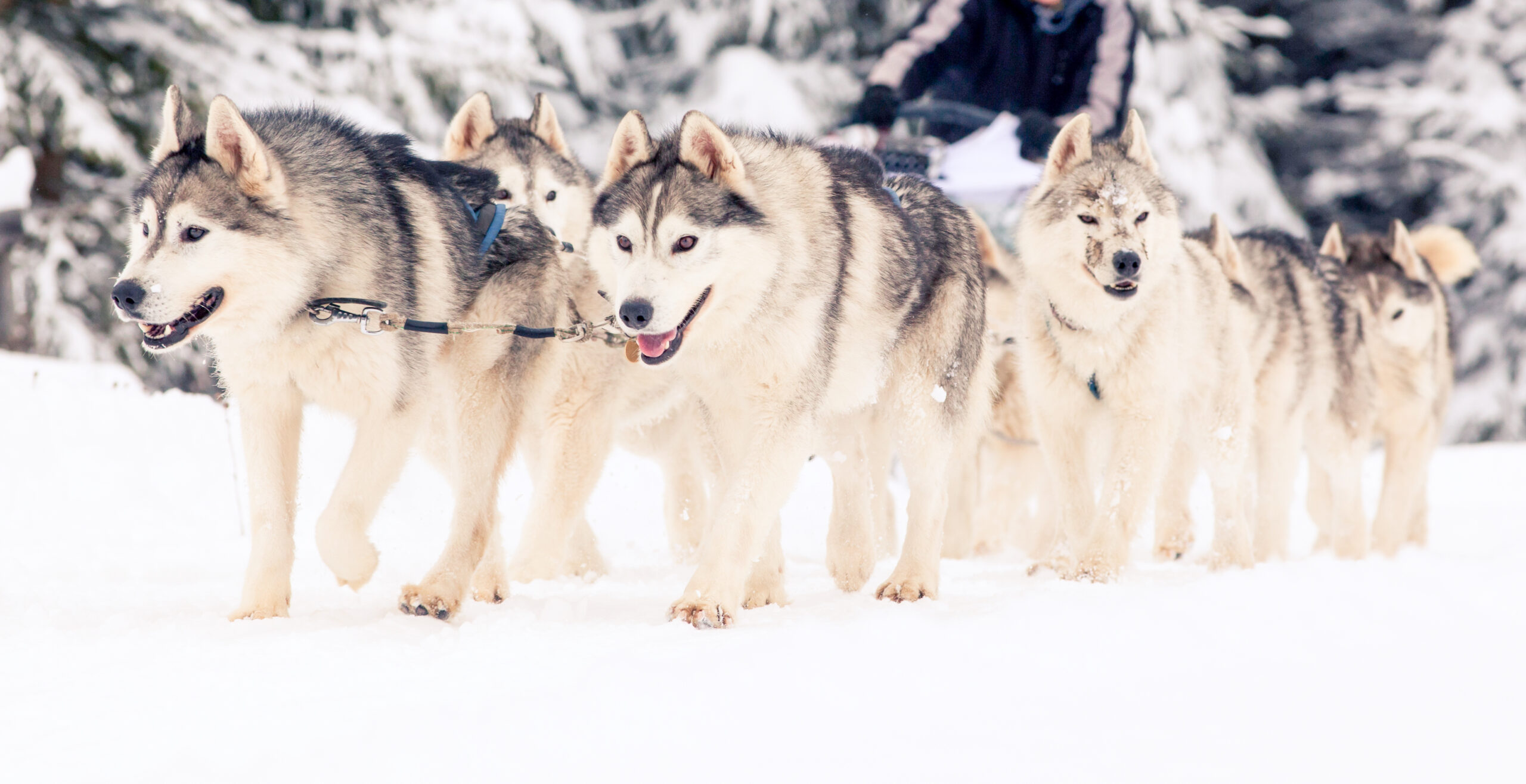 dog sled race with huskies