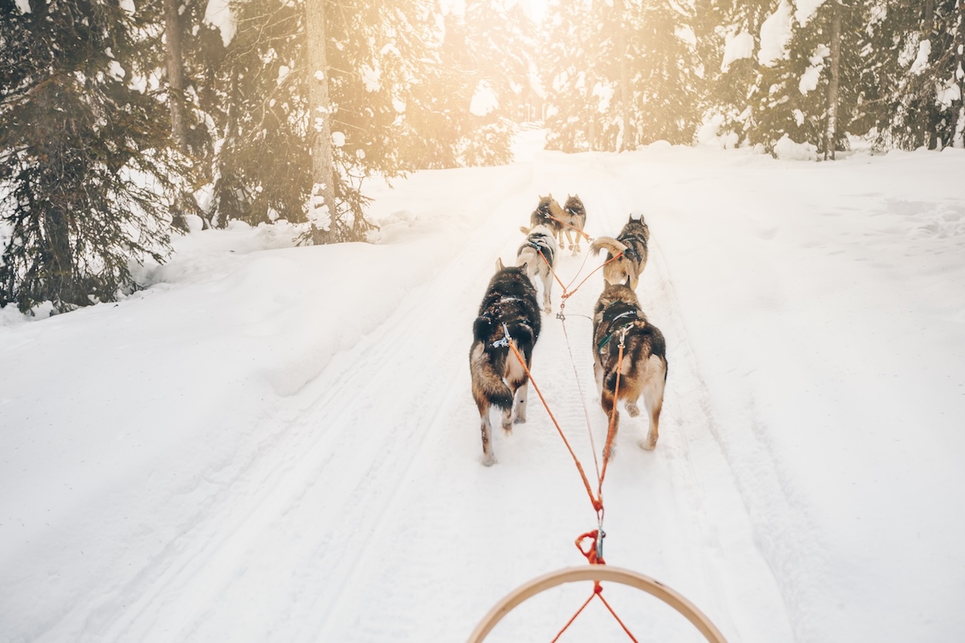 Husky dogs sledge. Riding husky dogs sledge in snow winter forest, Finland, Lapland
