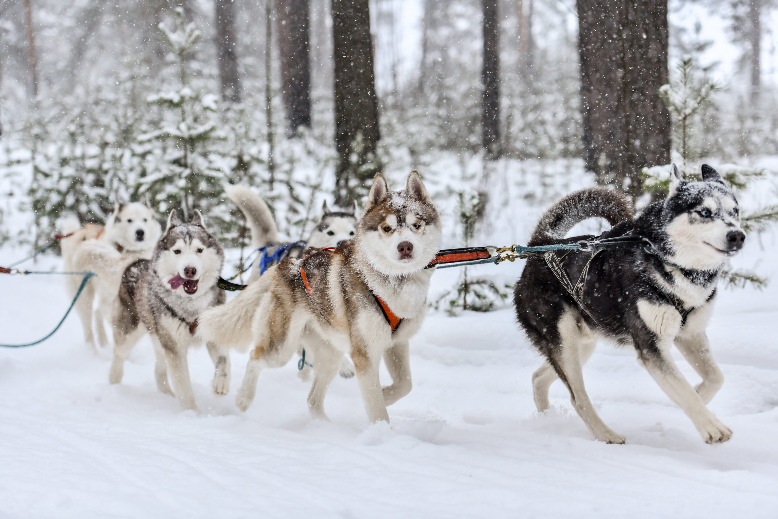 Husky sled dogs in harness run and pull dog driver. Winter sport championship competition.ti