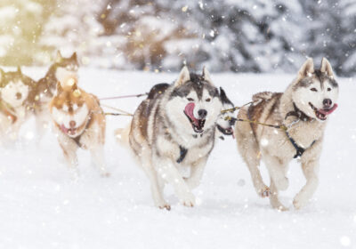 Husky Dog Sledding in Latvia – The Must-Do Winter Adventure