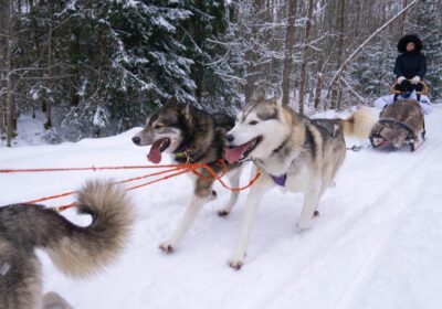 Husky Dog Sledding in Latvia: The Ultimate Winter Adventure with RigaTours.lv